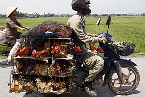 Bird flu vs biofuel