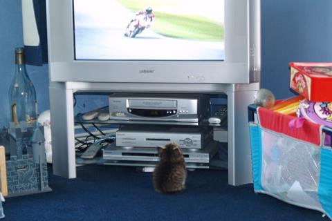 JT's No1 feline fan!