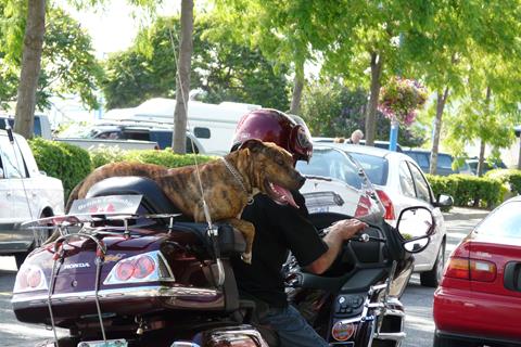 Motorcycling Dog