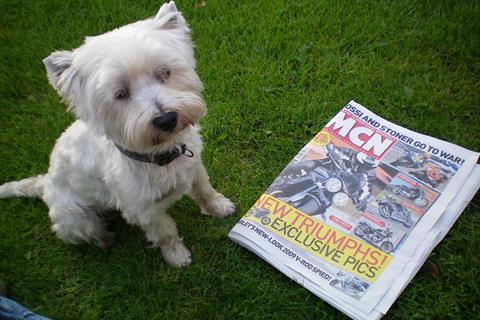 Rossi takes a paws to read MCN!