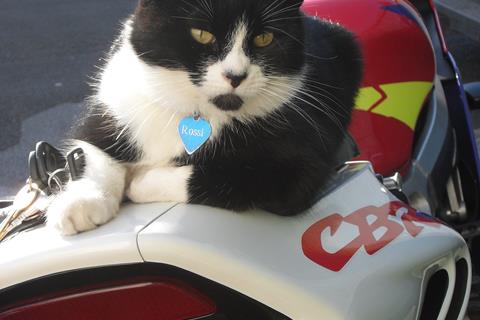 Rossi the cat on the bike