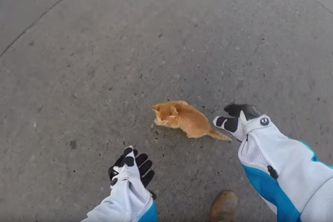 Video: Motorcyclist saves kitten