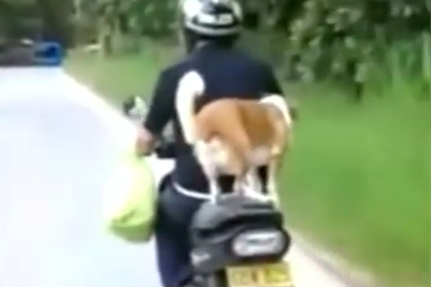 Brave dog rides pillion in Colombia