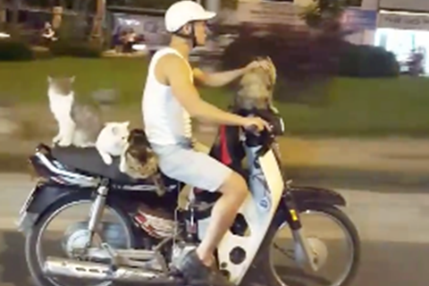 'Cat Lord' takes his crew for spin on scooter