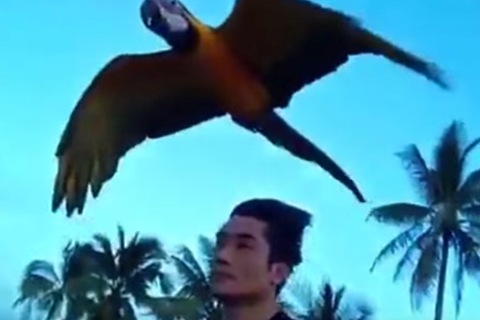 Video: Motorcyclist races parrot