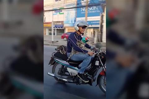 Video: These cats riding pillion with helmets will make your day