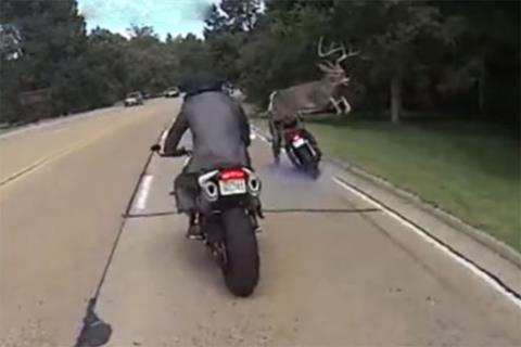 Ever seen a deer jump over a motorcycle?