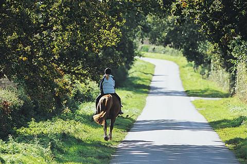 How to deal with horses on the road