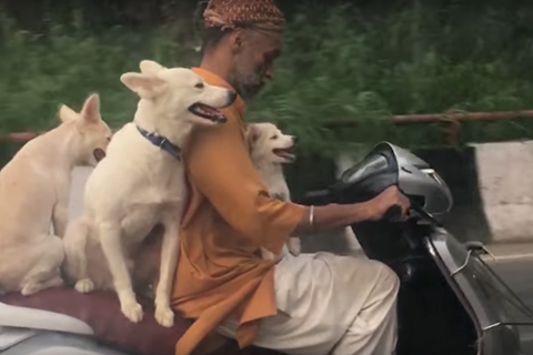 Video: Man takes his three dogs for a ride