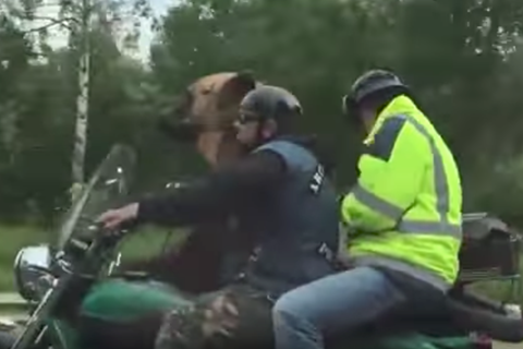 Video: Bear rides shotgun in sidecar