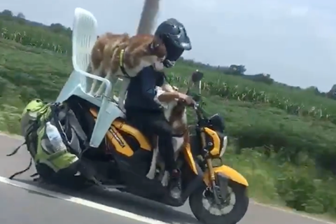 Video: Huskies go for a ride