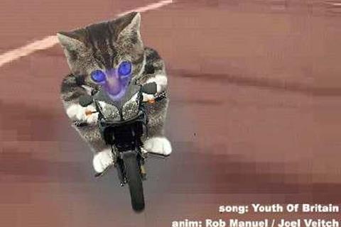 The biking kitten